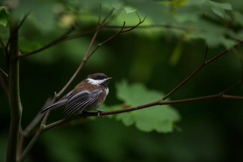 Chestnut-Backed Chickadee