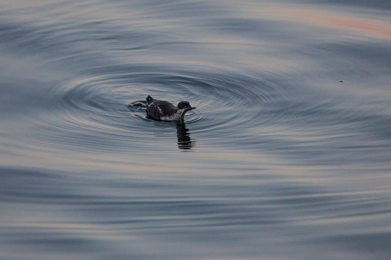 Marbled Murrelet