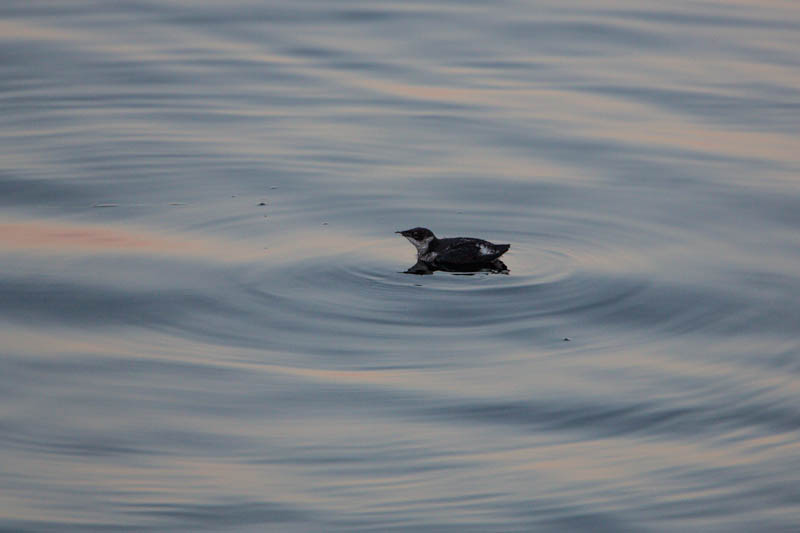 Marbled Murrelet