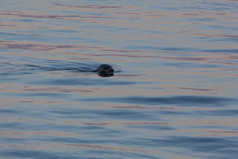 Harbor Seal