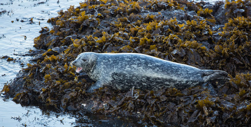 Harbor Seal