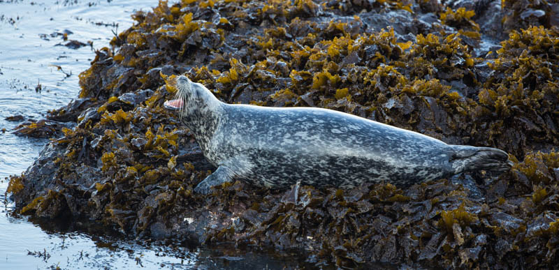 Harbor Seal