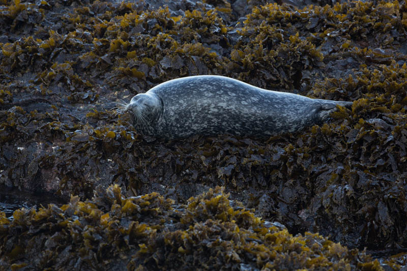 Harbor Seal