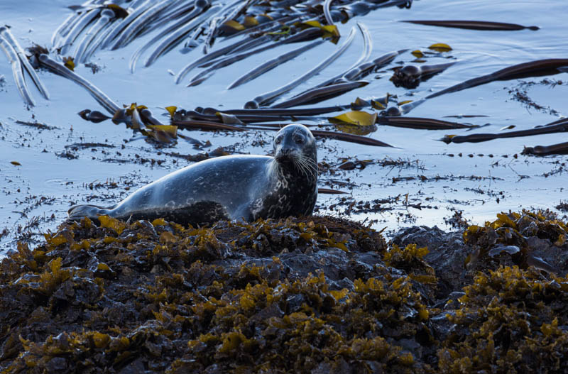 Harbor Seal