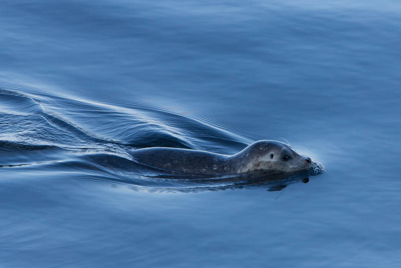 Harbor Seal