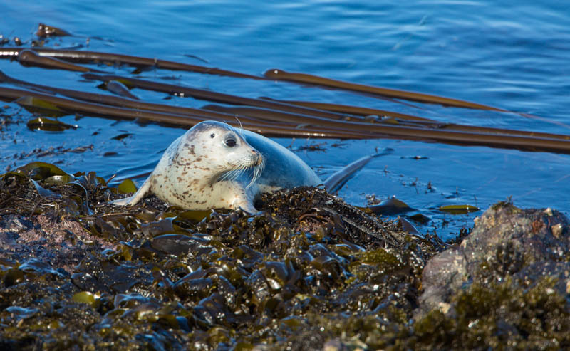 Harbor Seal