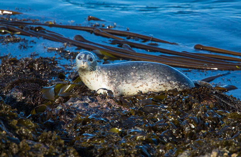 Harbor Seal