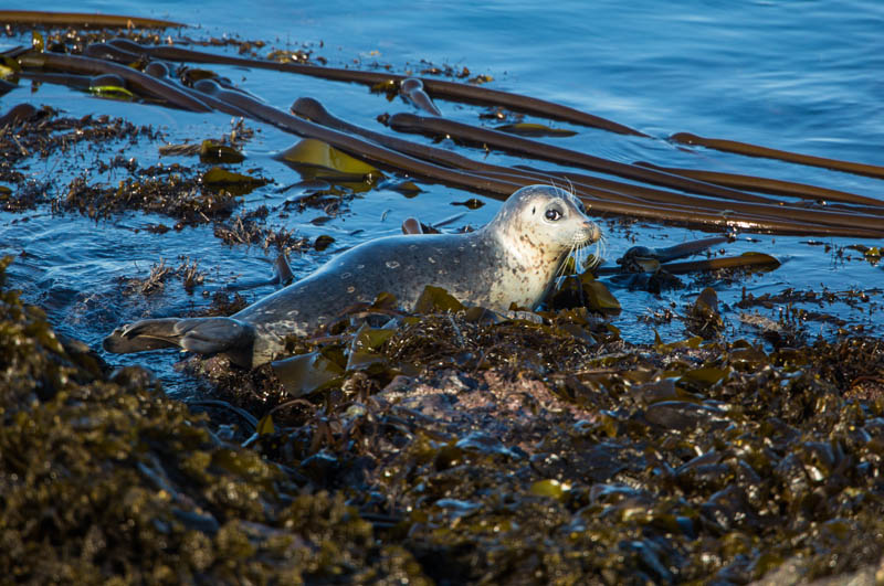 Harbor Seal