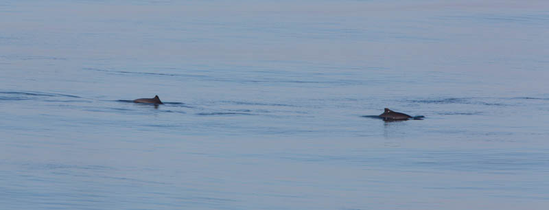 Harbor Porpoises