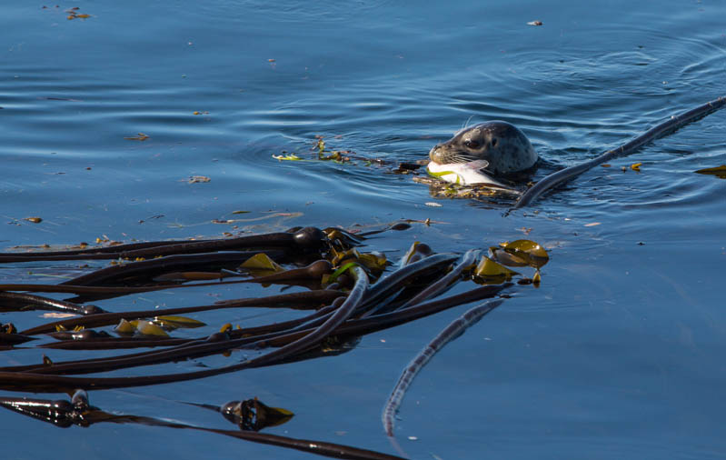 Harbor Seal With Fish