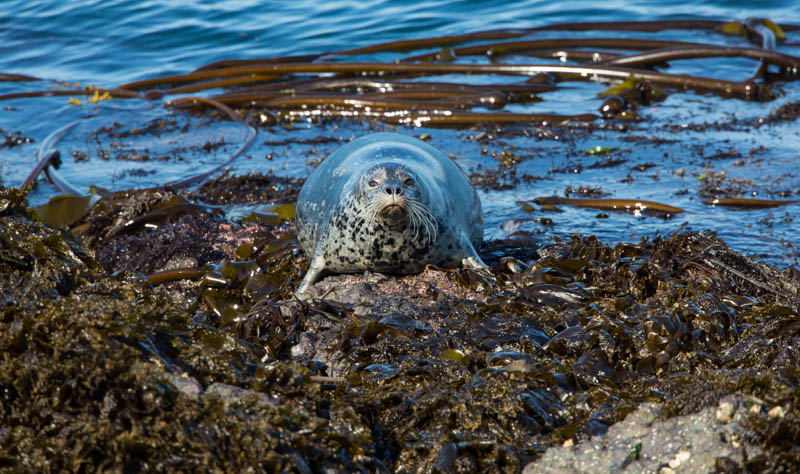 Harbor Seal