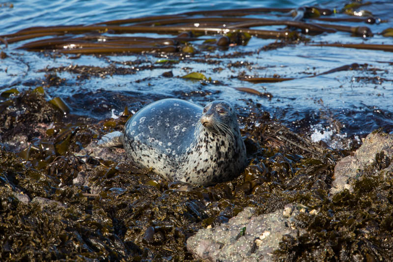 Harbor Seal