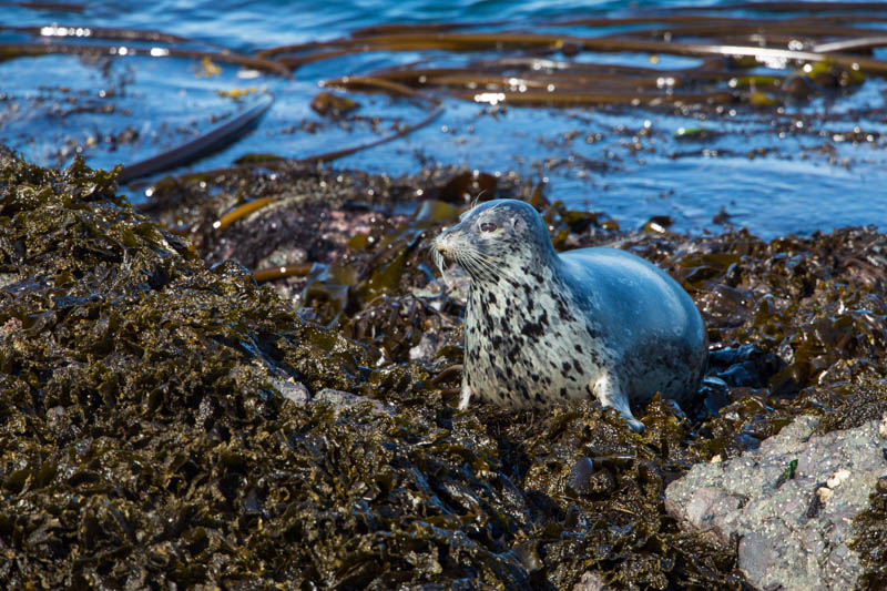 Harbor Seal