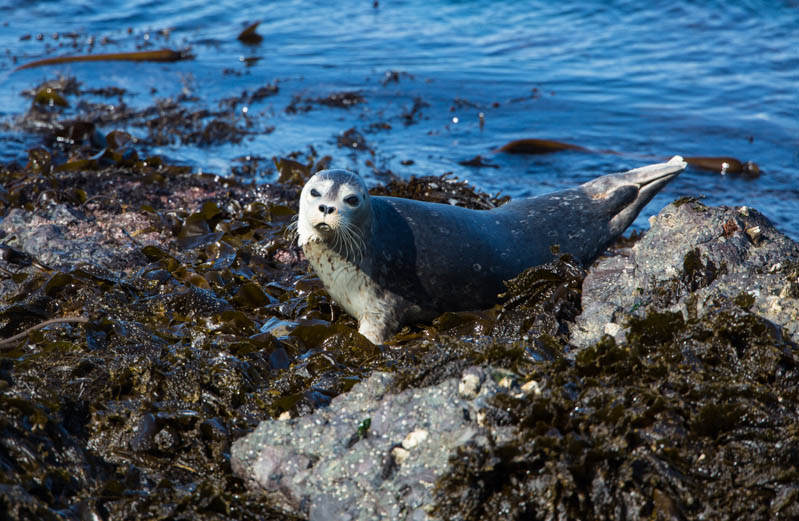 Harbor Seal