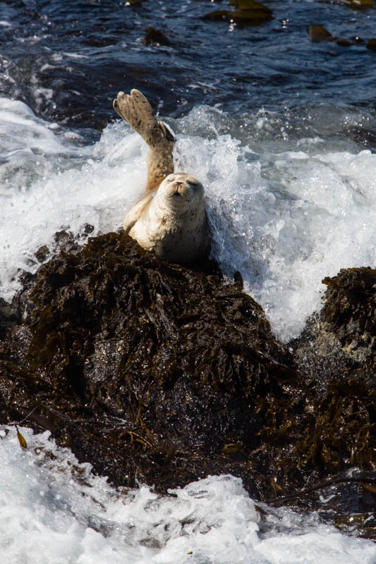 Harbor Seal