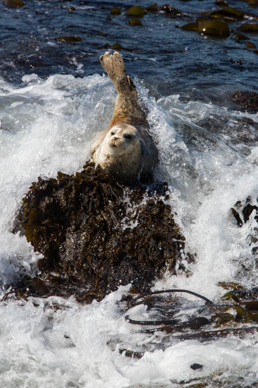 Harbor Seal