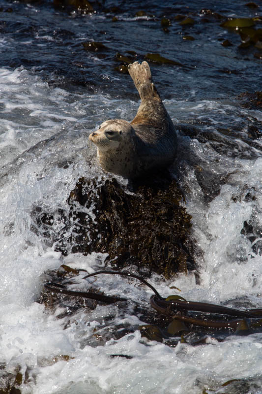 Harbor Seal