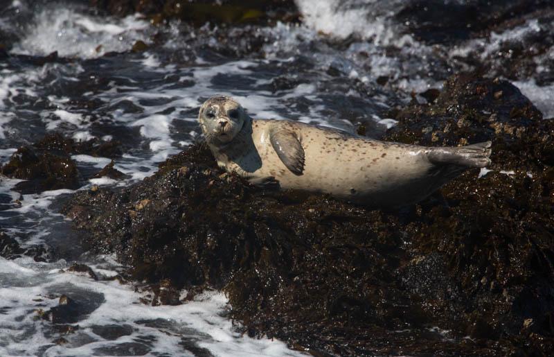 Harbor Seal