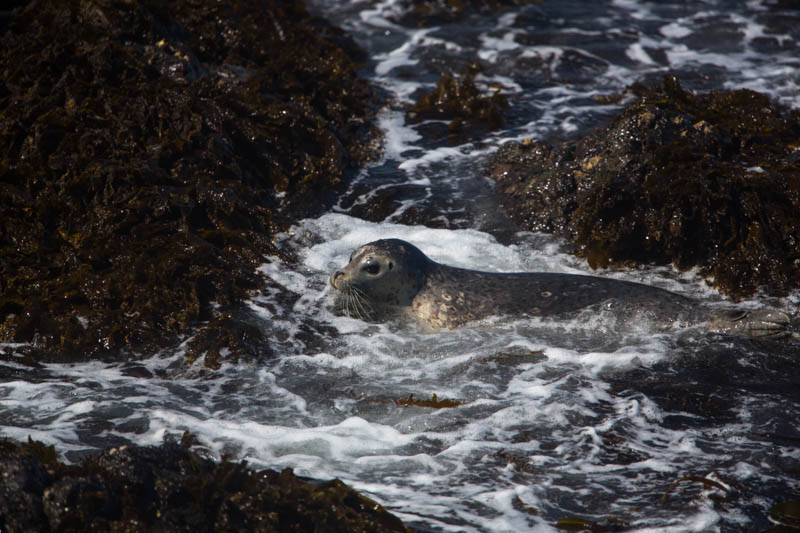 Harbor Seal