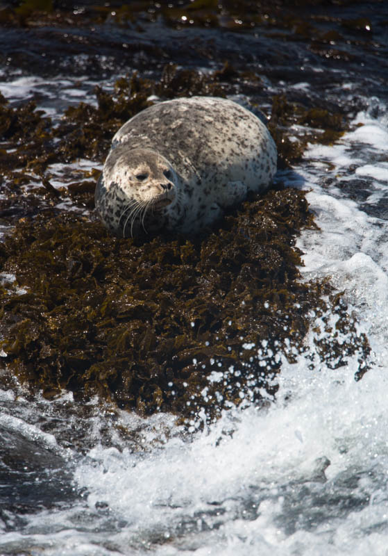 Harbor Seal