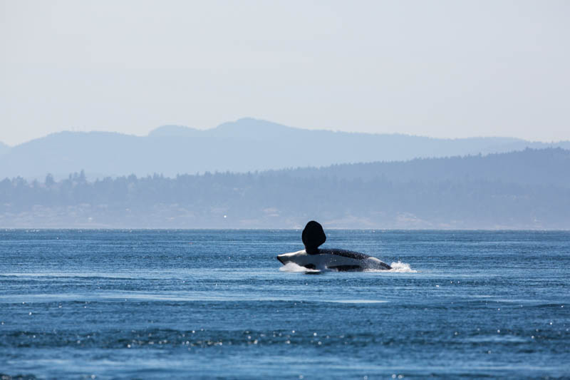 Orca Breaching