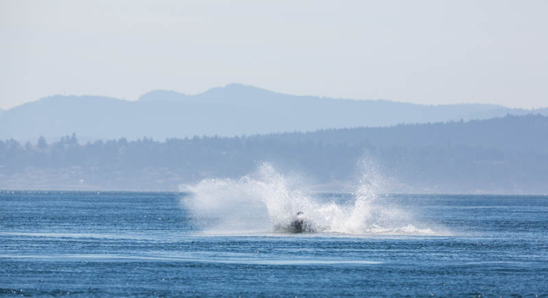 Orca Breaching