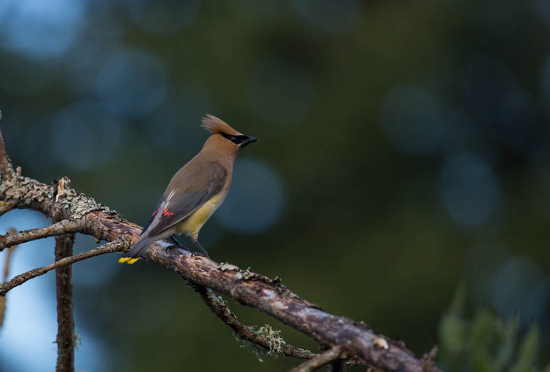 Cedar Waxwing