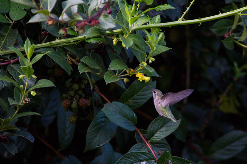 Annas Hummingbird In Flight