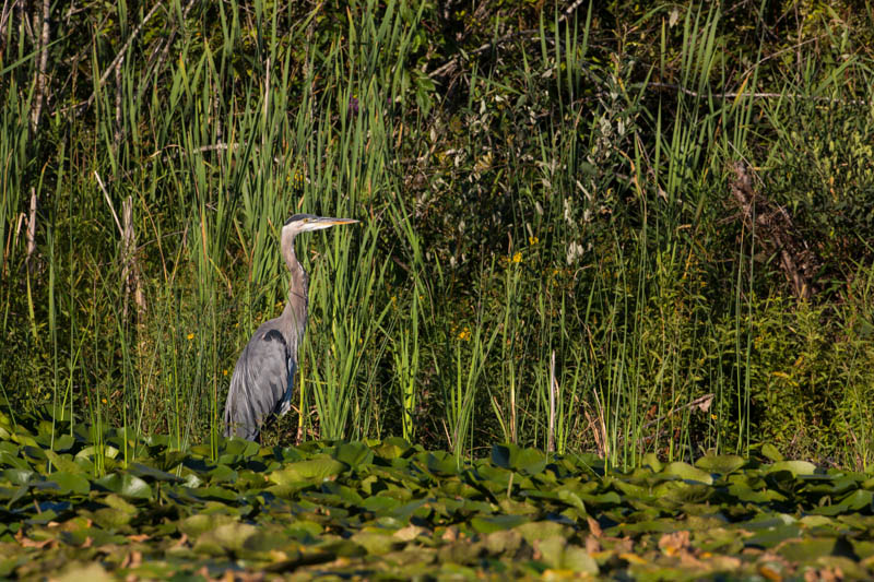 Great Blue Heron