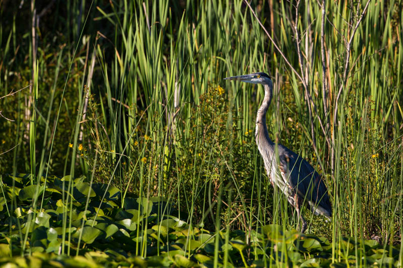 Great Blue Heron