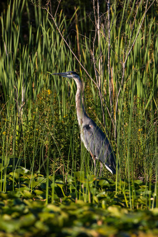 Great Blue Heron