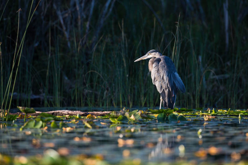 Great Blue Heron