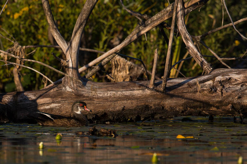 Wood Duck