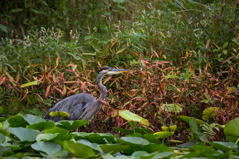 Great Blue Heron