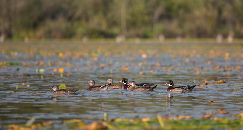 Wood Ducks