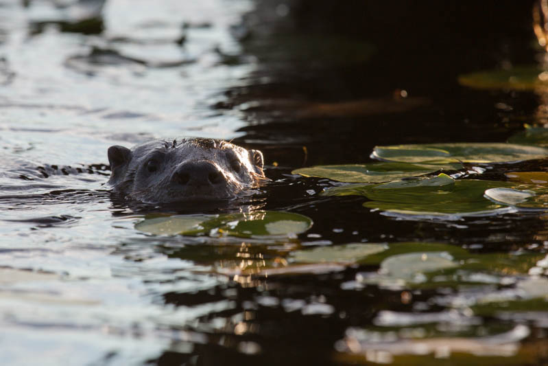 River Otters