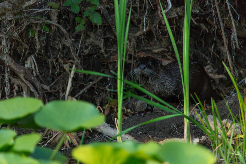 River Otters