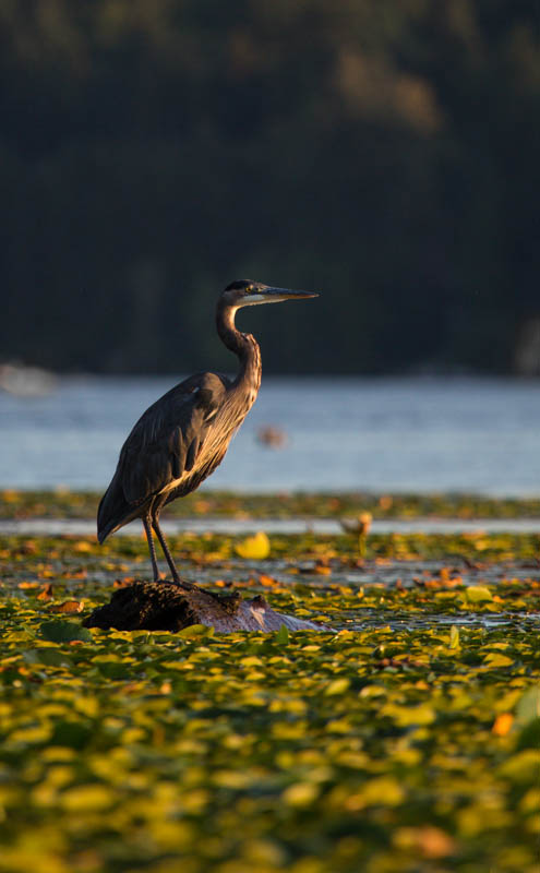 Great Blue Heron