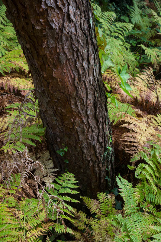 Tree Trunk Emerging From Ferns