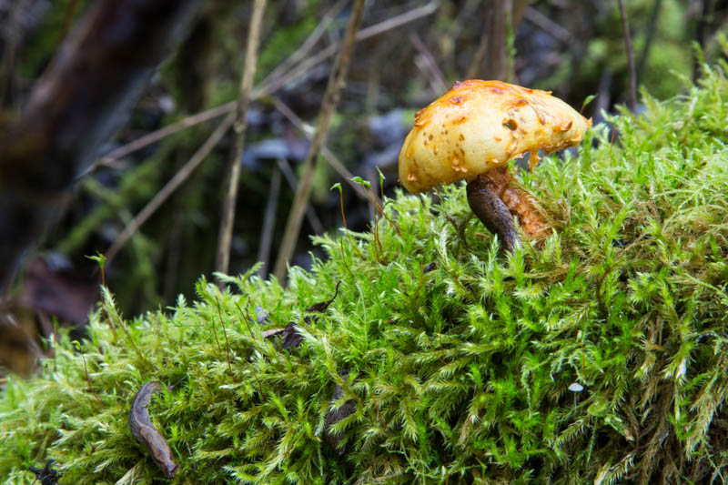 Slugs And Mushroom