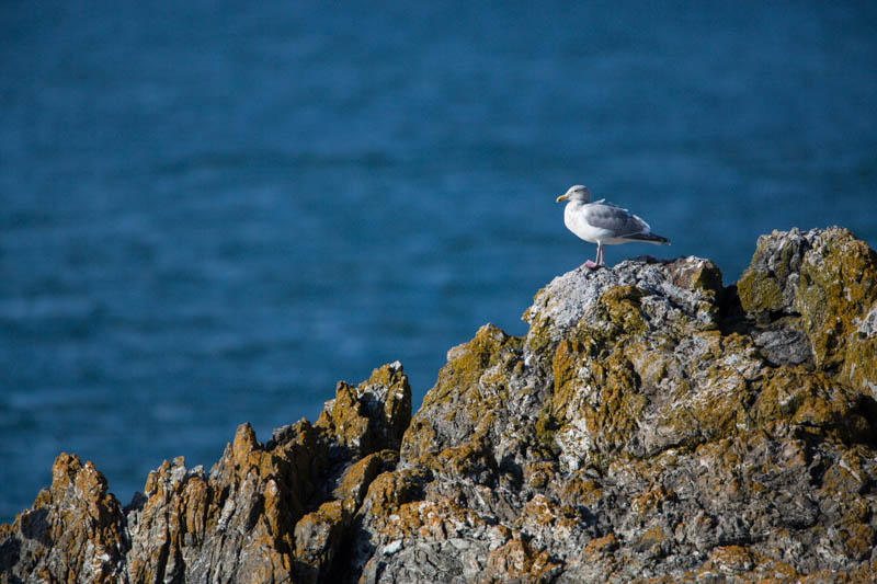 Gull On Rock