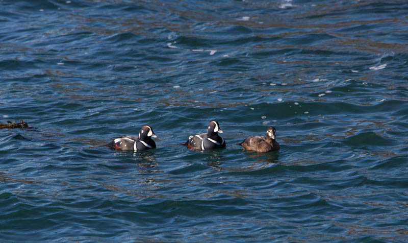 Harelquin Ducks