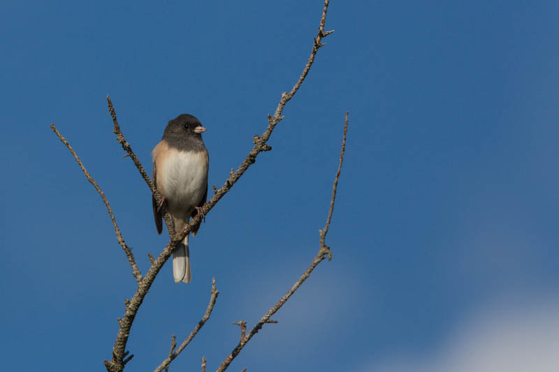 Oregon Junco