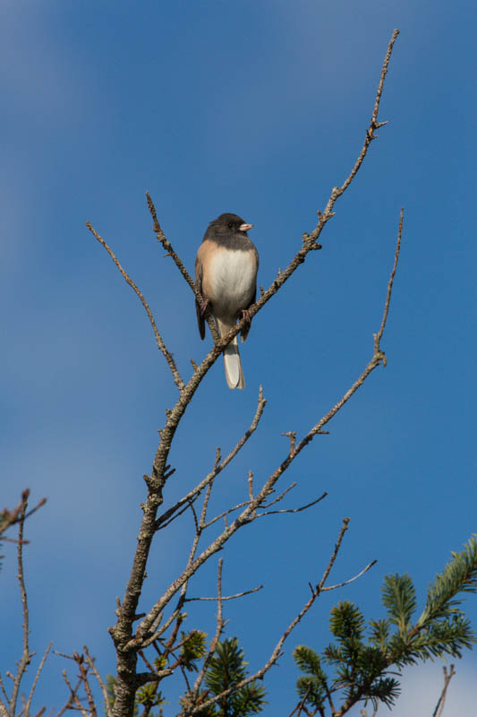 Oregon Junco