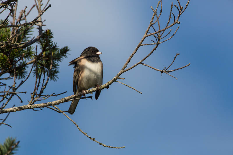 Oregon Junco