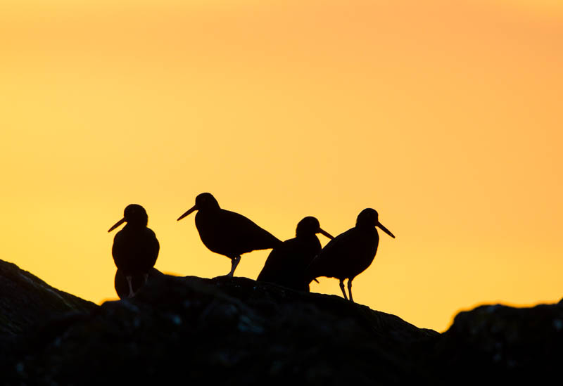Black Oystercatchers Silhouetted At Sunset