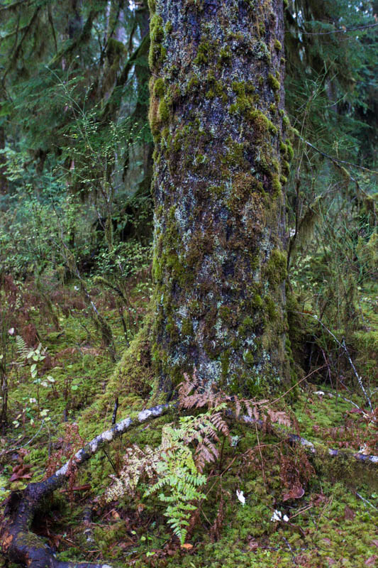 The Hoh Rainforest