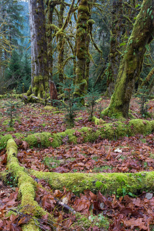 The Hoh Rainforest