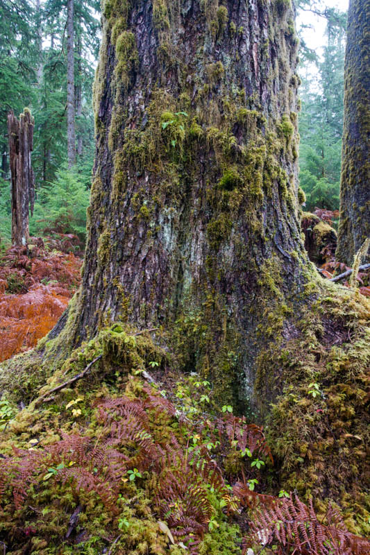 The Hoh Rainforest