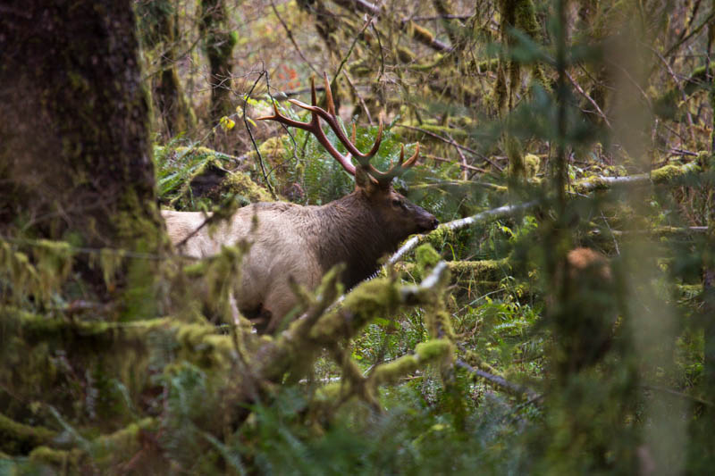 Elk In Rainforest